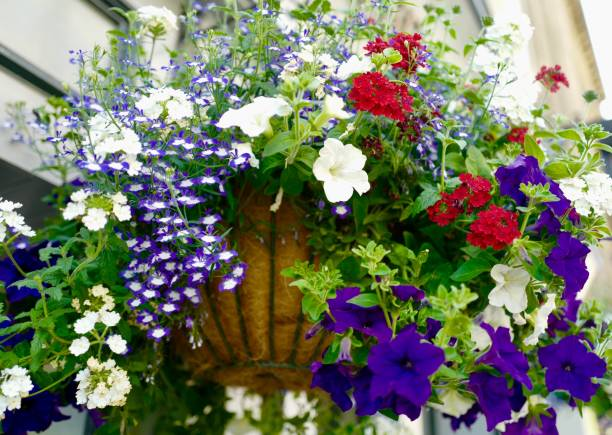 Repurposing empty hanging baskets in autumn with seasonal flowers and decor