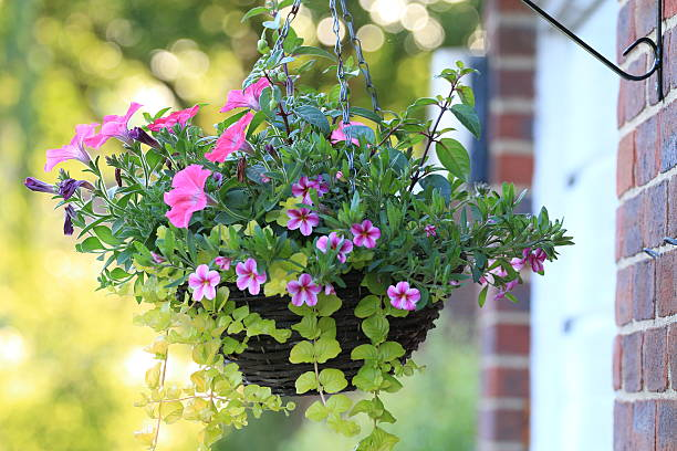 Creative ideas for winter planting in previously used summer hanging baskets.
