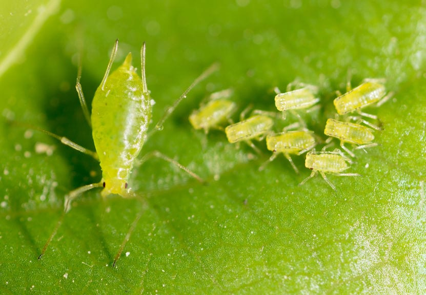 Close-up of aphids, including a larger adult and smaller nymphs, on a green leaf.