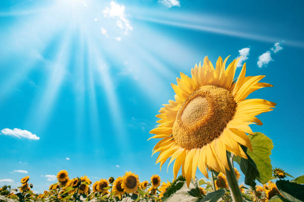 Sunflowers bloom under a clear blue sky, showcasing their large, yellow petals and vibrant growth.