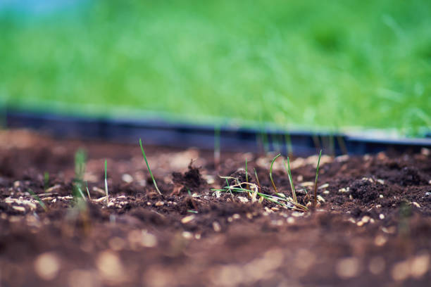 Close-up of fresh grass sprouting in soil, highlighting lawn care essentials for a healthy spring boost.